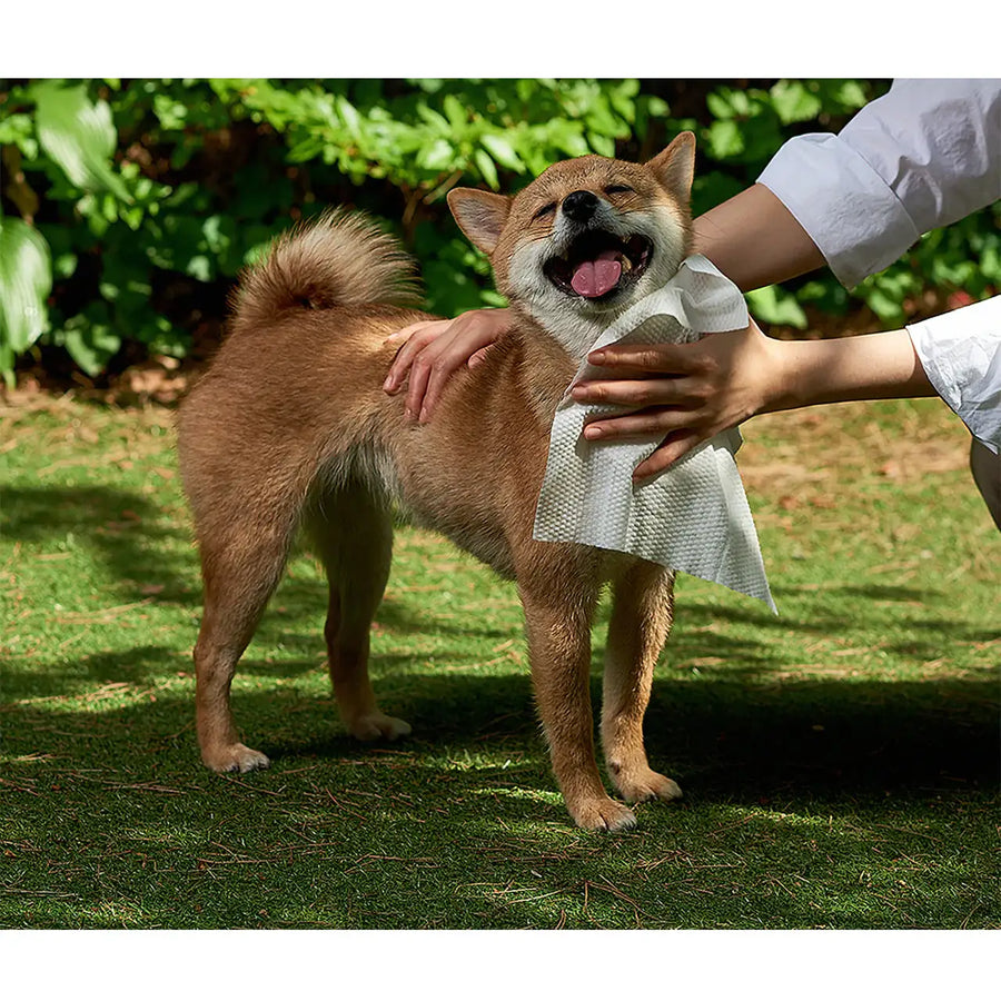 Duit - Pet Fresh Tissue - Duit - Home & Living, Accessories - Harumio