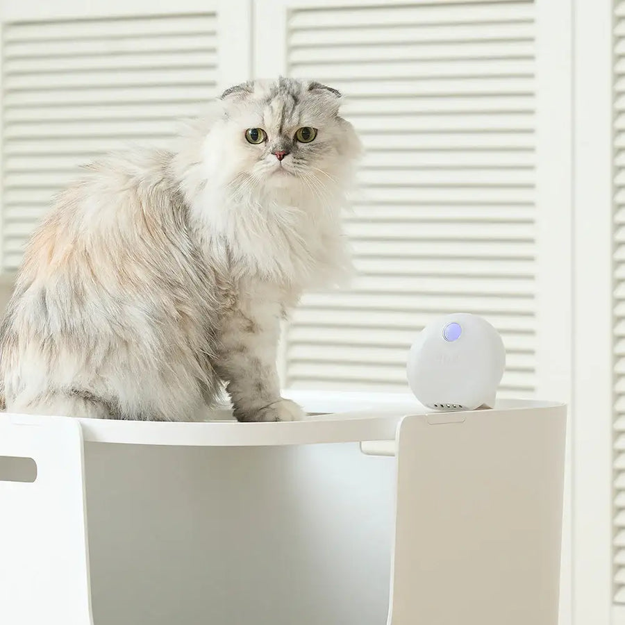 Duit - Pet Pureda - Duit - Pet Accessories - Harumio