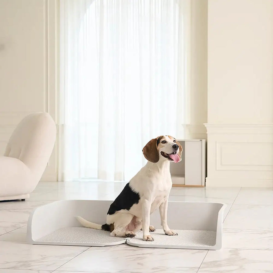 Duit - Pet Custom Potty Board - Duit - Home & Living, Accessories - Harumio
