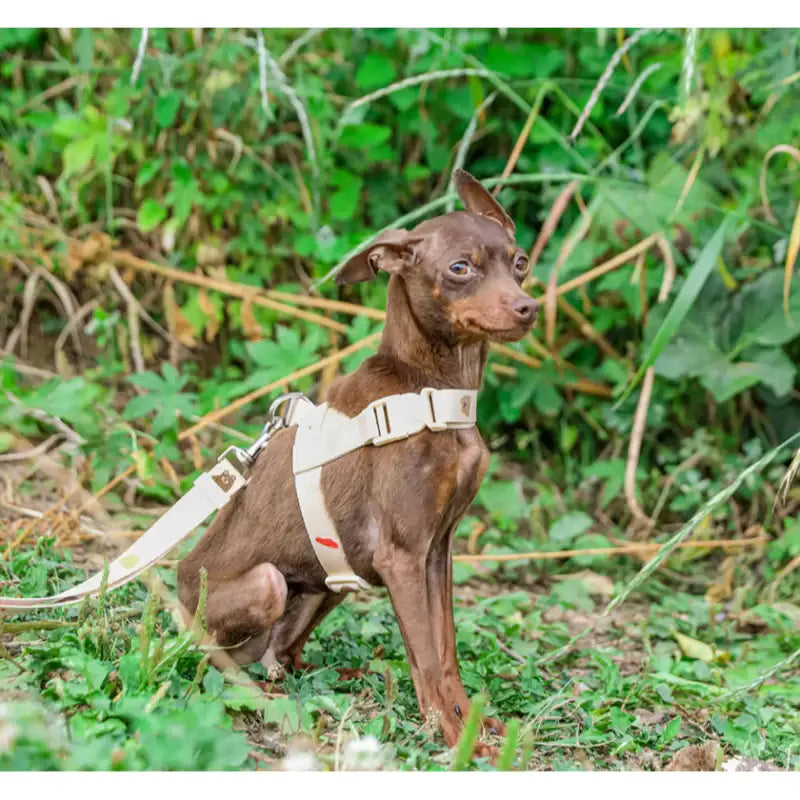 Mummur - L-Shaped Harness - Mummur - Pet Harness - Harumio Mummur - L-Shaped Harness - Mummur - Pet Harness - Harumio