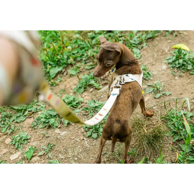 Mummur - L-Shaped Harness - Mummur - Pet Harness - Harumio Mummur - L-Shaped Harness - Mummur - Pet Harness - Harumio