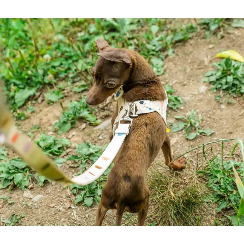 Mummur - Lead Rope - Mummur - Pet Cushion - Harumio Mummur - Lead Rope - Mummur - Pet Cushion - Harumio