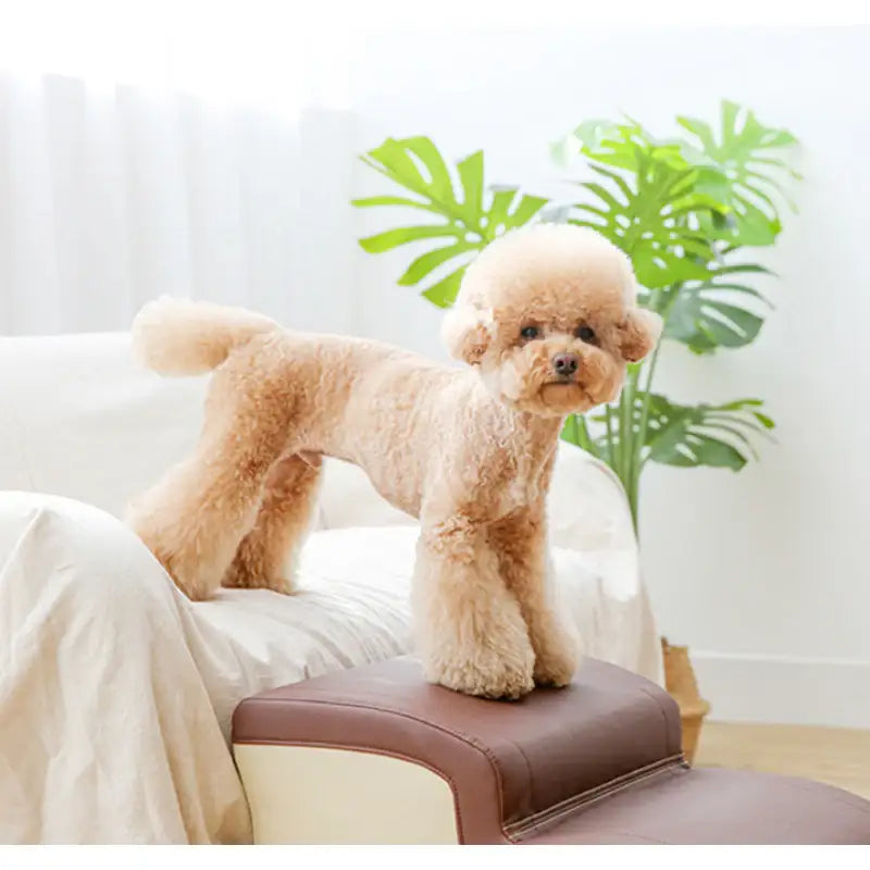 Mummur - Toast Step - Mummur - Stage - Harumio