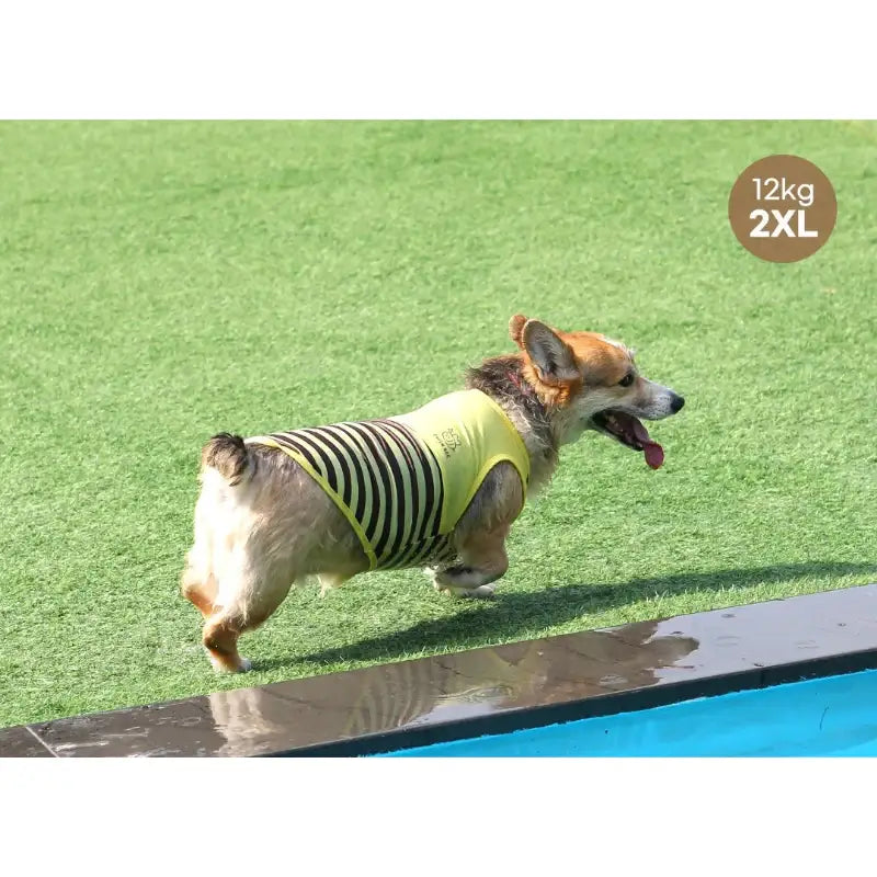 ITSDOG - Pet Honey Bee Rash Guard - ITSDOG - Pet Clothes - Harumio ITSDOG - Pet Honey Bee Rash Guard - ITSDOG - Pet Clothes - Harumio