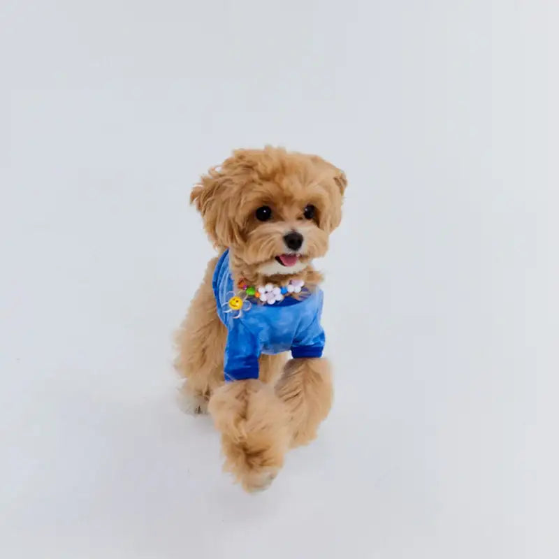 WAVY - Pet T-Shirt - WAVY - Pet Clothes - Harumio WAVY - Pet T-Shirt - WAVY - Pet Clothes - Harumio