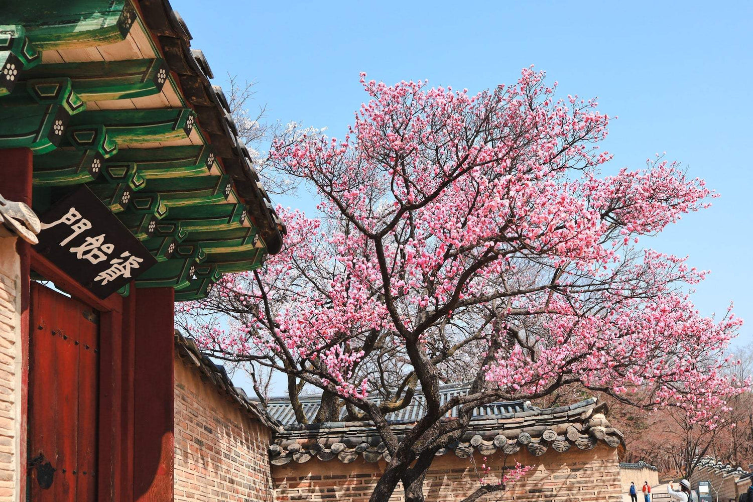 Chasing Cherry Blossoms in Seoul - Harumio