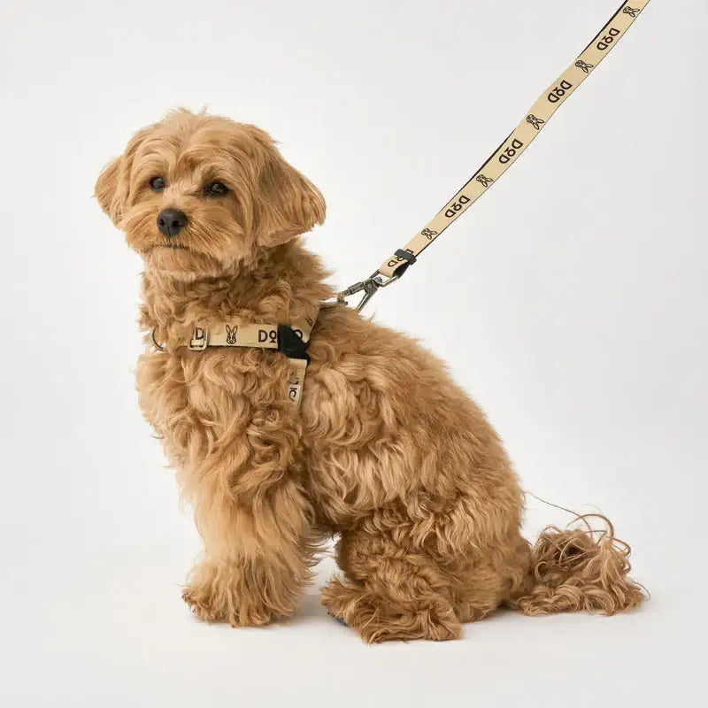DOD X iCANDOR - Gentle Leash Bolt, Long_DOD - iCANDOR - Pet Leash - Harumio