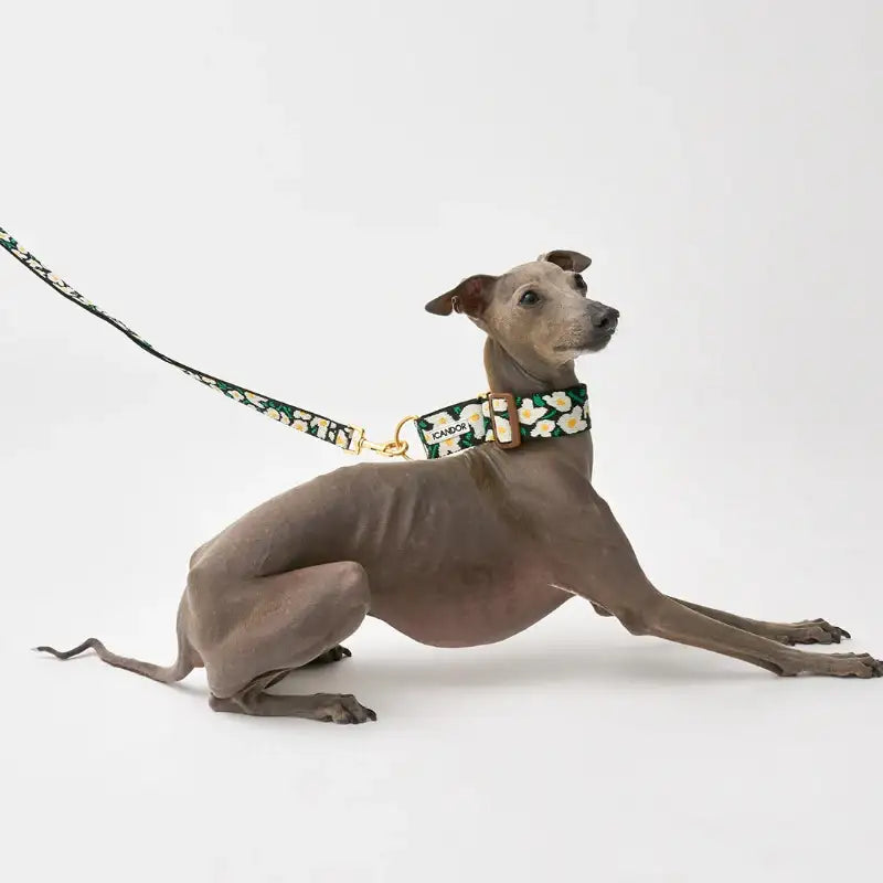 iCANDOR - Smooth Martingale Collar - iCANDOR - Pet Collars - Harumio