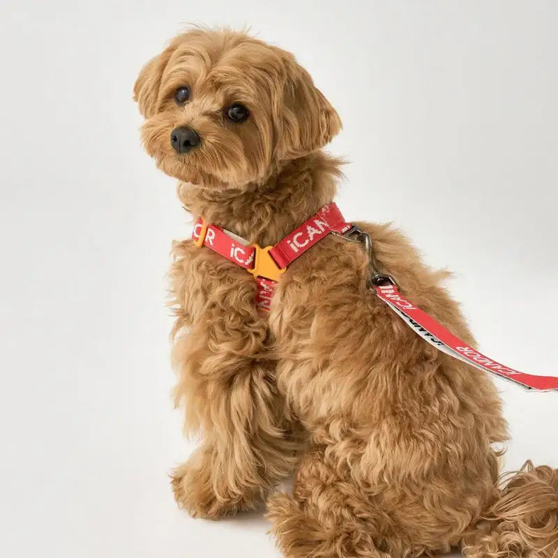 ICANDOR ★ No-Pull Harness+Gentle Leash 【BIG FISH】 iCANDOR - No-Pull Harness – Harumio