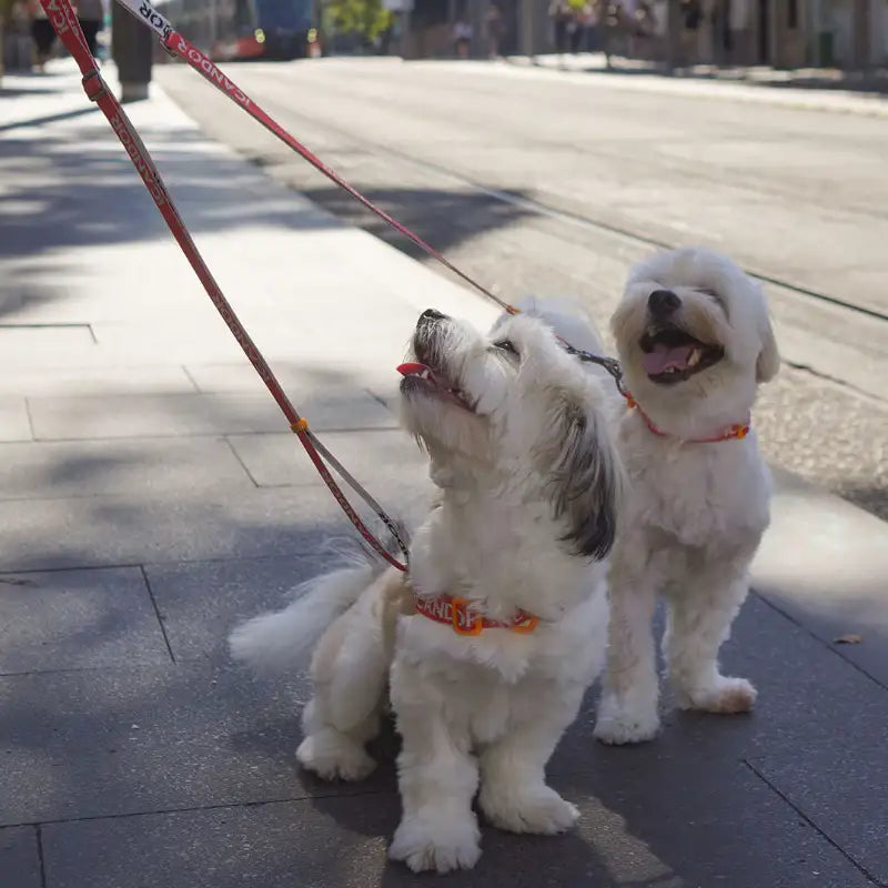 iCANDOR - Gentle Leash Dual _Signature - iCANDOR - Pet Lead - Harumio