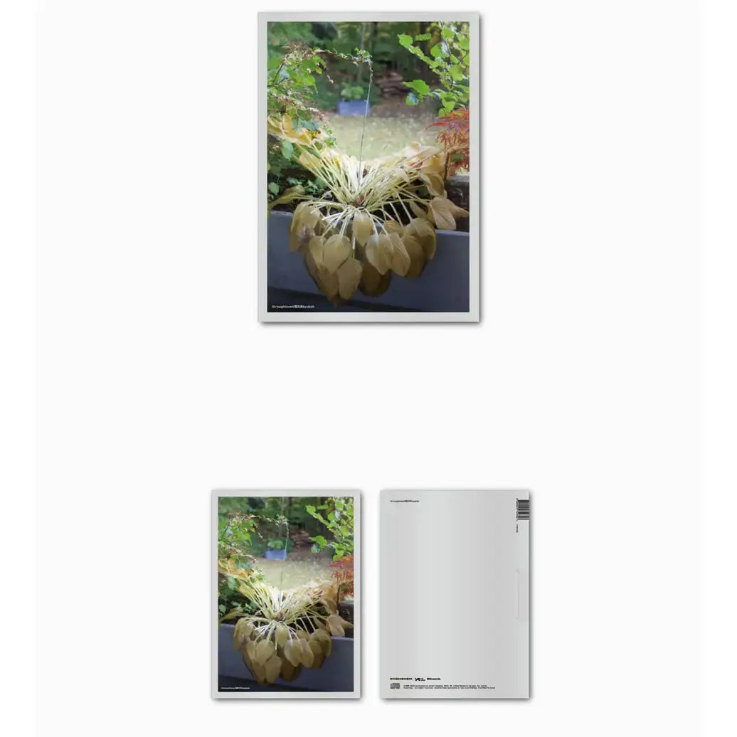 HYUKOH - Through Love : Album - HYUKOH - Album - Harumio