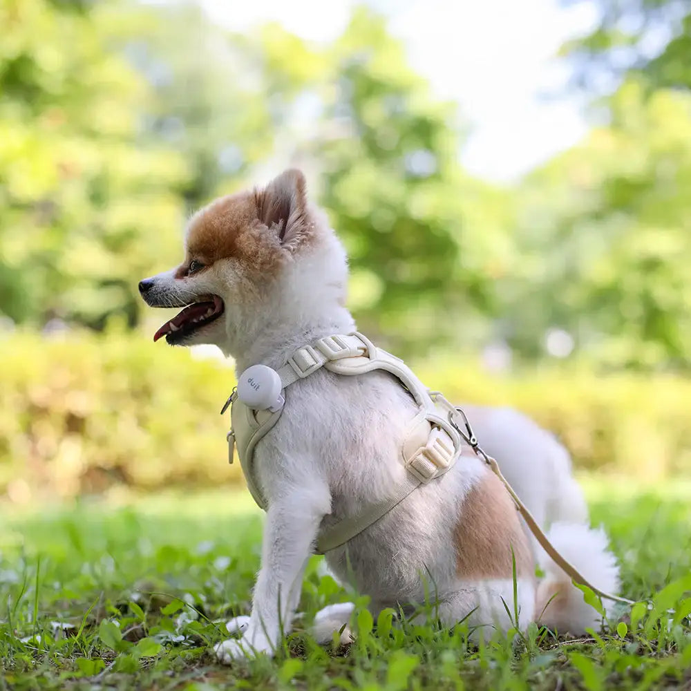 Duit - Pet Body Fit Harness - Duit - Home & Living, Accessories - Harumio