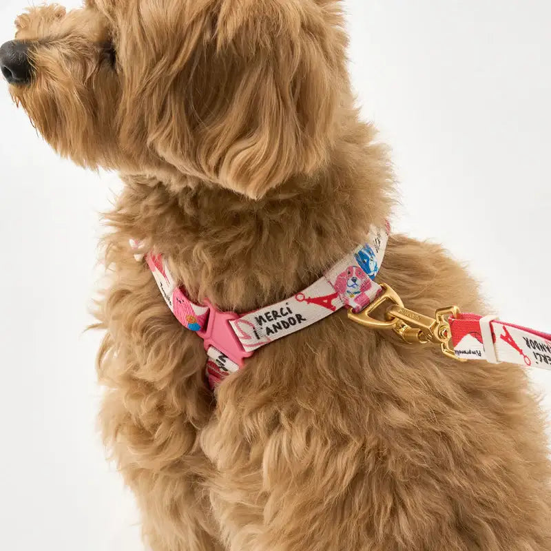 iCANDOR - Gentle Leash Bolt, Long - iCANDOR - Pet Lead - Harumio