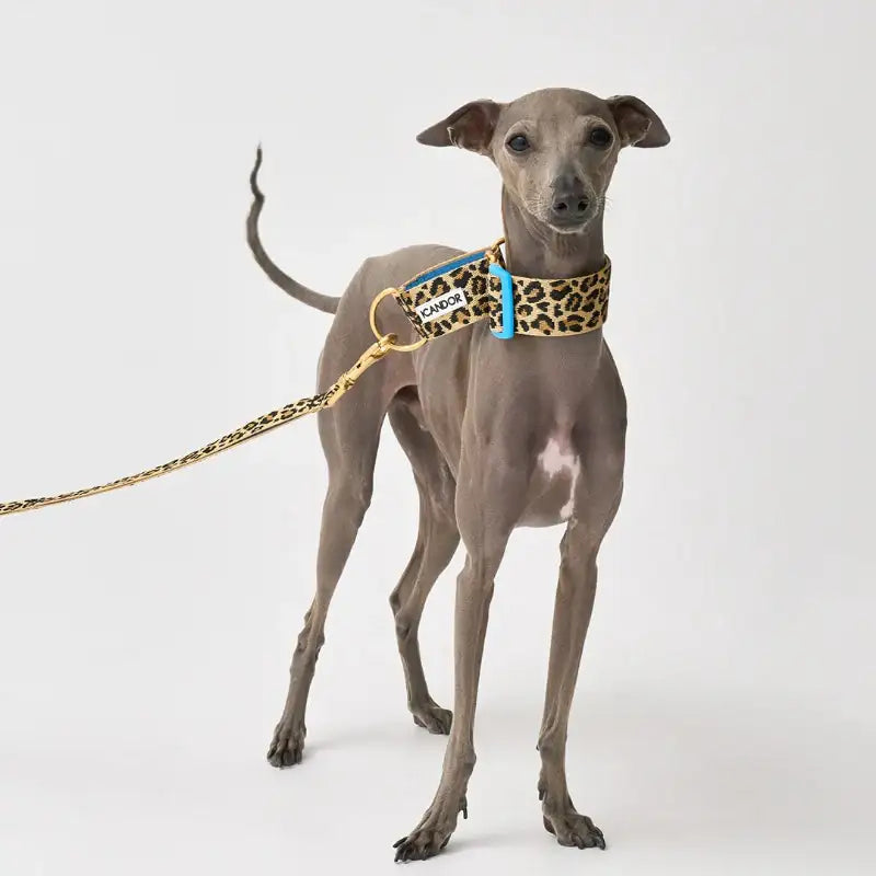 iCANDOR - Smooth Martingale Collar - iCANDOR - Pet Collars - Harumio