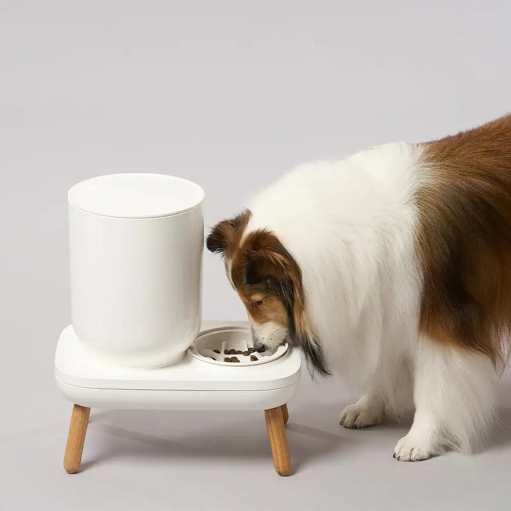 Duit - Pet Slow Feeder - Duit - Home & Living, Accessories - Harumio
