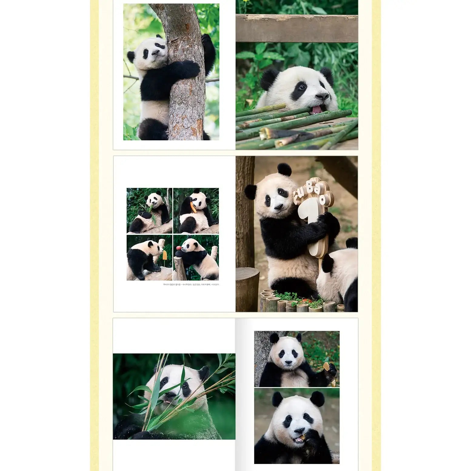 Panda Fu Bao - Photo Essay - Construction Junior - Manhwa - Harumio