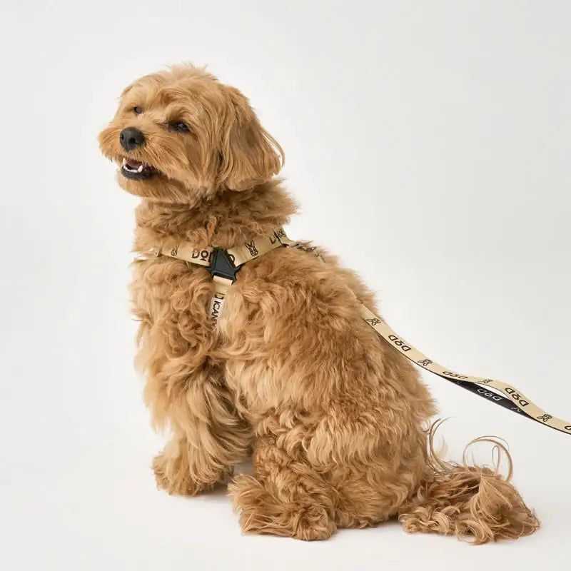 DOD X iCANDOR - No-Pull Harness_DOD - iCANDOR - Pet Harness - Harumio