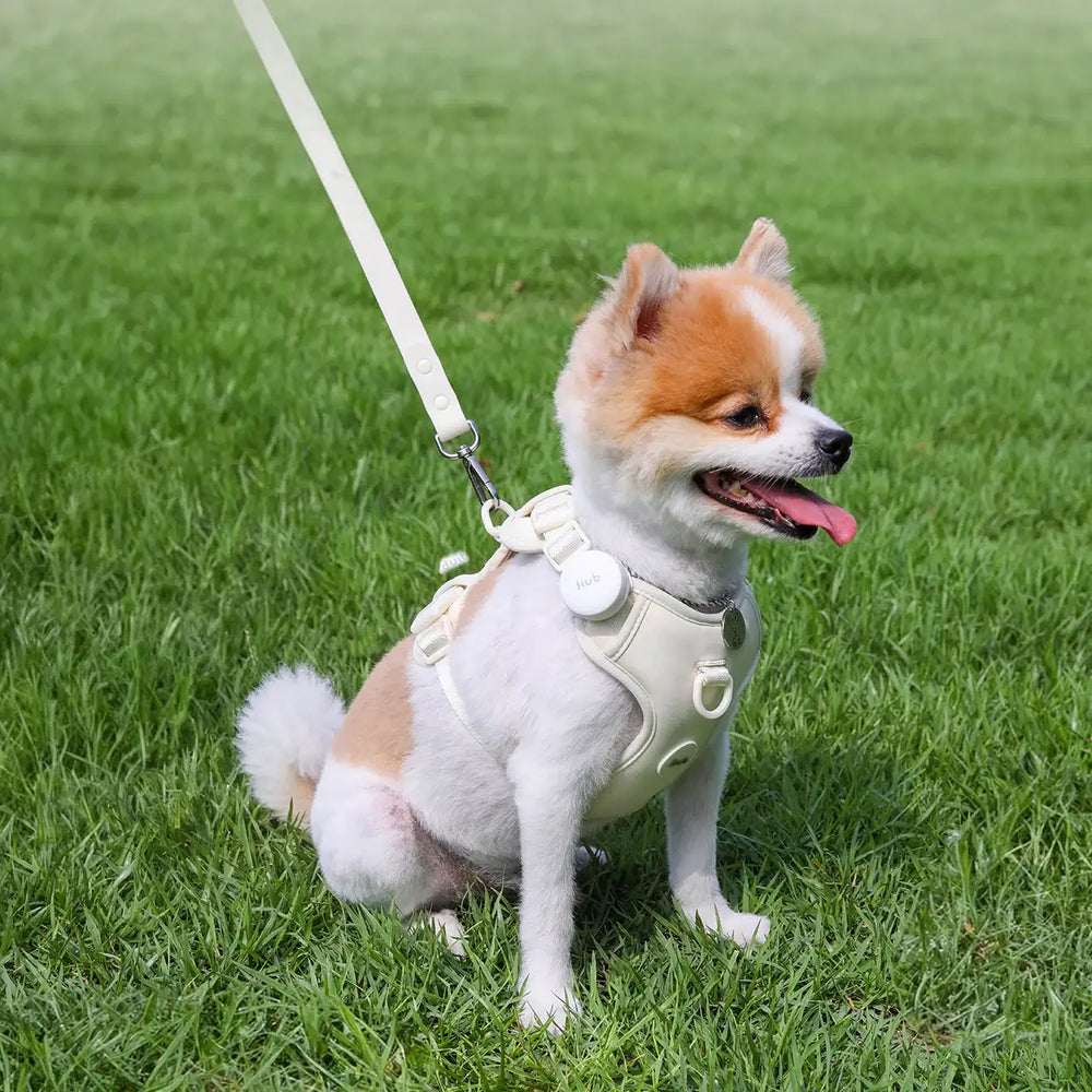 Duit - Pet Harness Leash - Duit - Home & Living, Accessories - Harumio