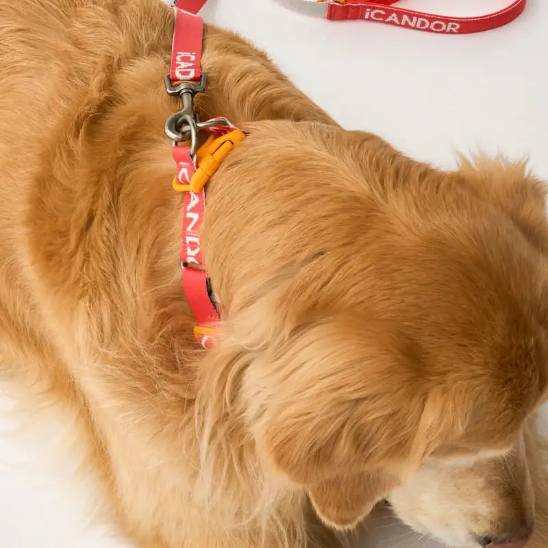 iCANDOR - Gentle Collar Dual - iCANDOR - Pet Collars - Harumio