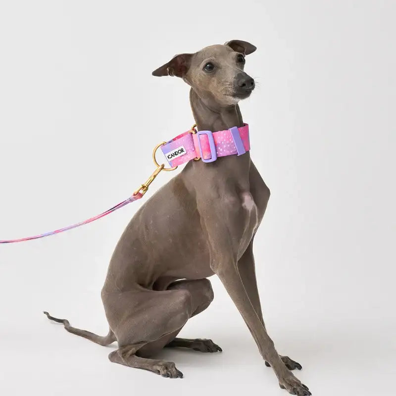 iCANDOR - Smooth Martingale Collar - iCANDOR - Pet Collars - Harumio