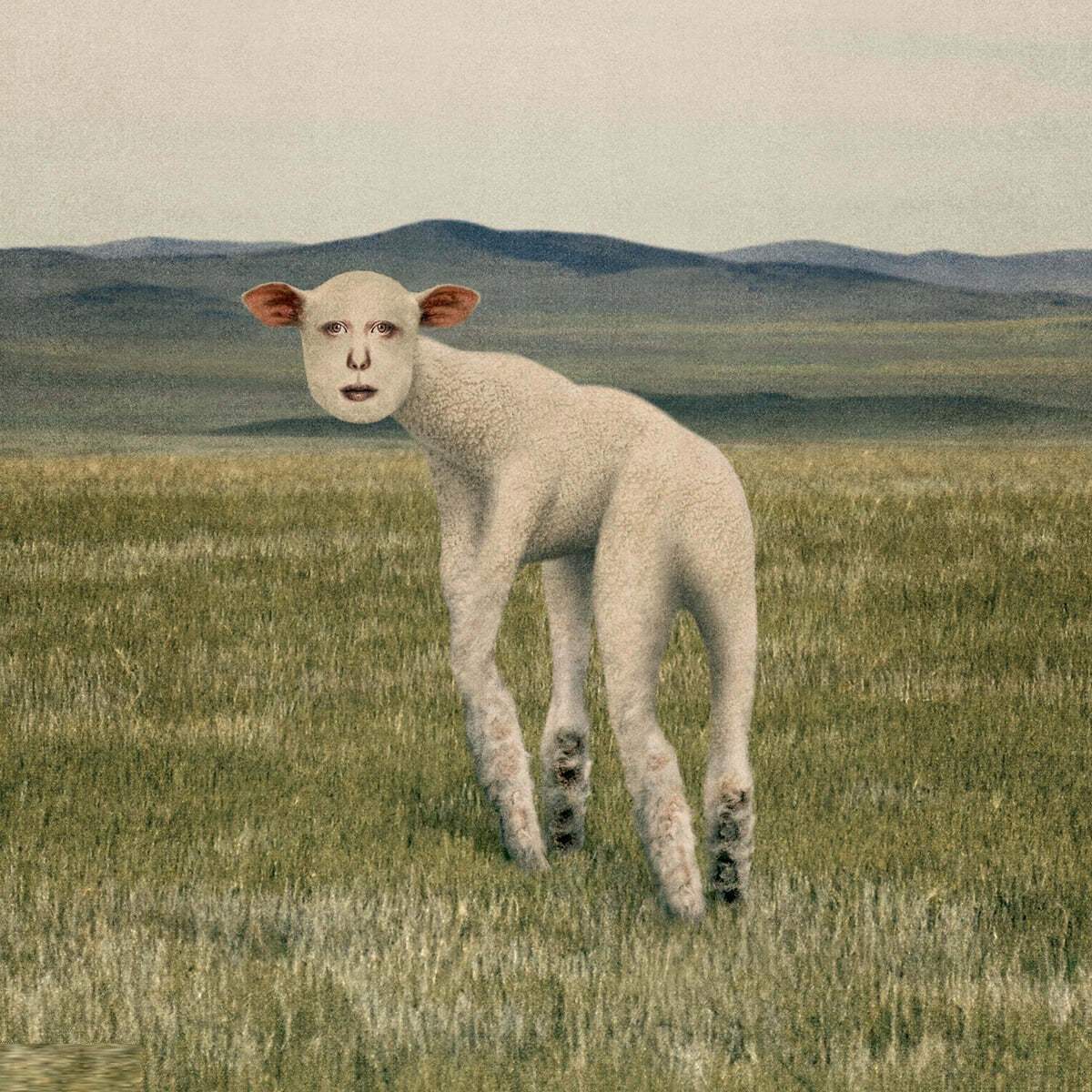 THORNAPPLE - Animal : EP Album - THORNAPPLE - Album - Harumio