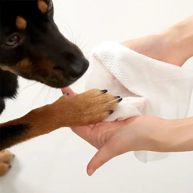 Duit - Pet Fresh Tissue - Duit - Home & Living, Accessories - Harumio