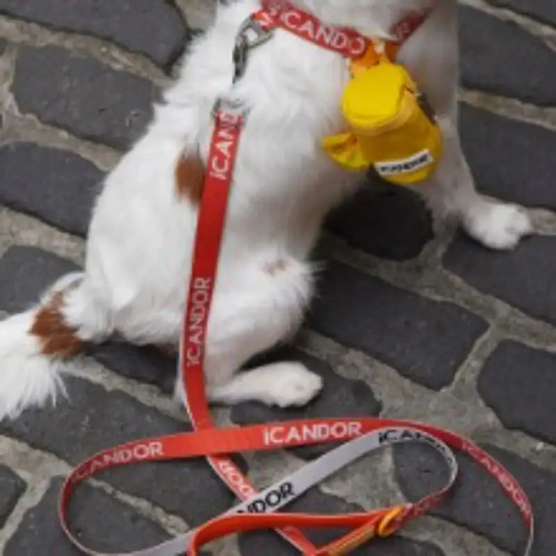 iCANDOR - Gentle Leash - iCANDOR - Pet Lead - Harumio