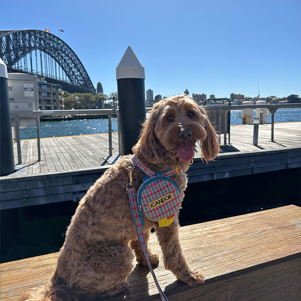 iCANDOR - No-Pull Harness (Edinburgh Check)