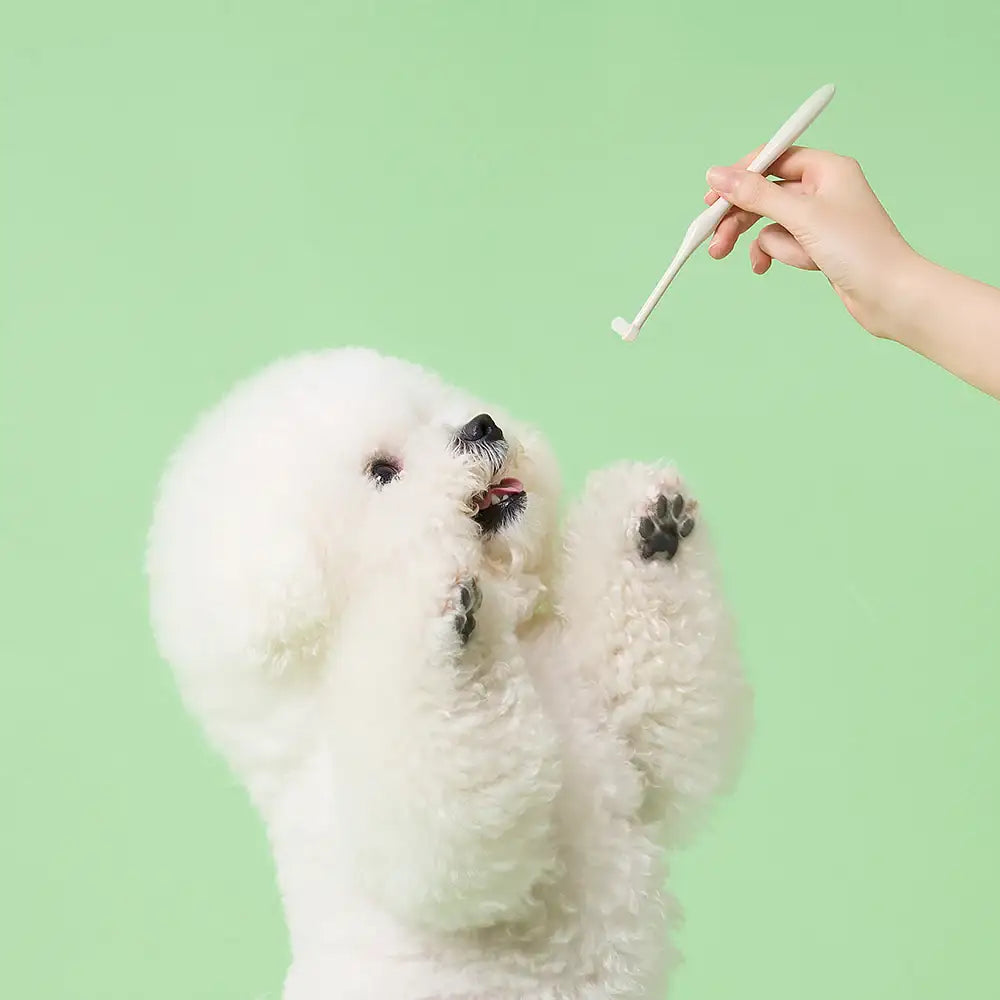 Duit - Pet Smile Dental Brush & Gel Set - Duit - Home & Living, Accessories - Harumio