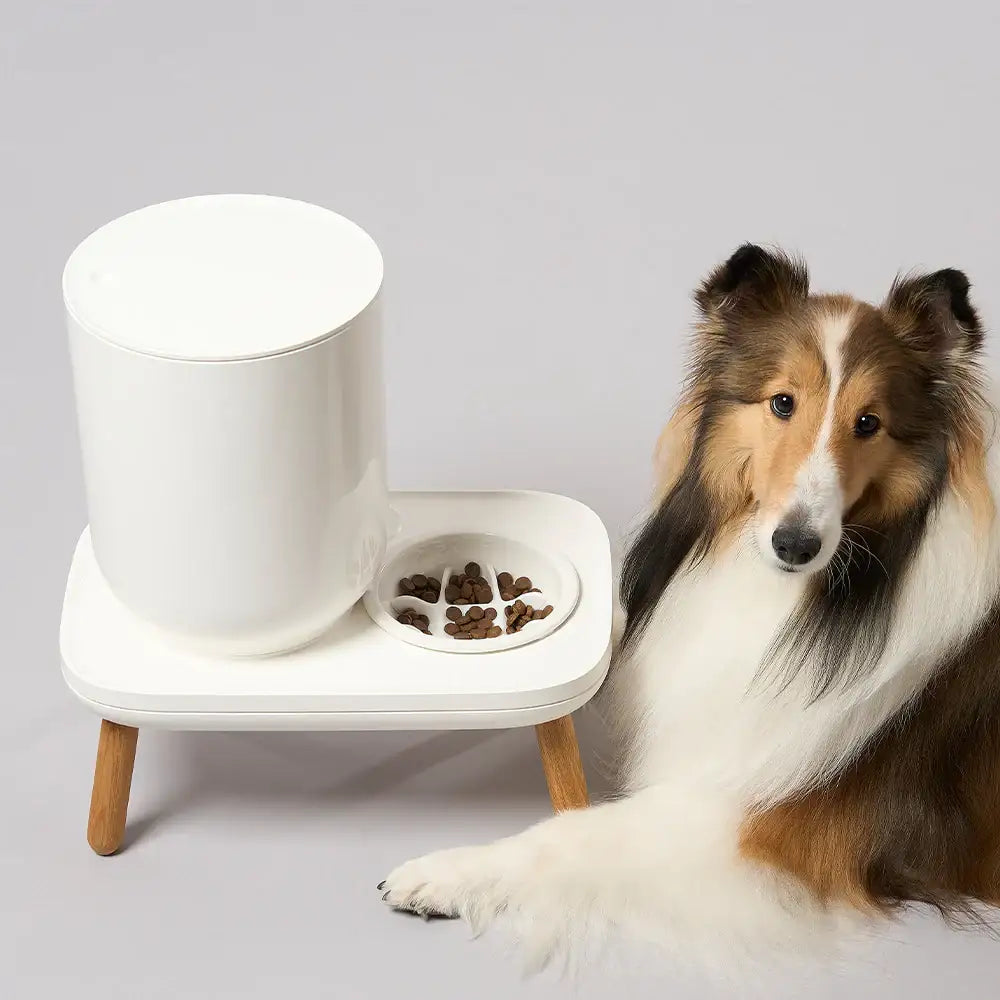 Duit - Pet Slow Feeder - Duit - Home & Living, Accessories - Harumio
