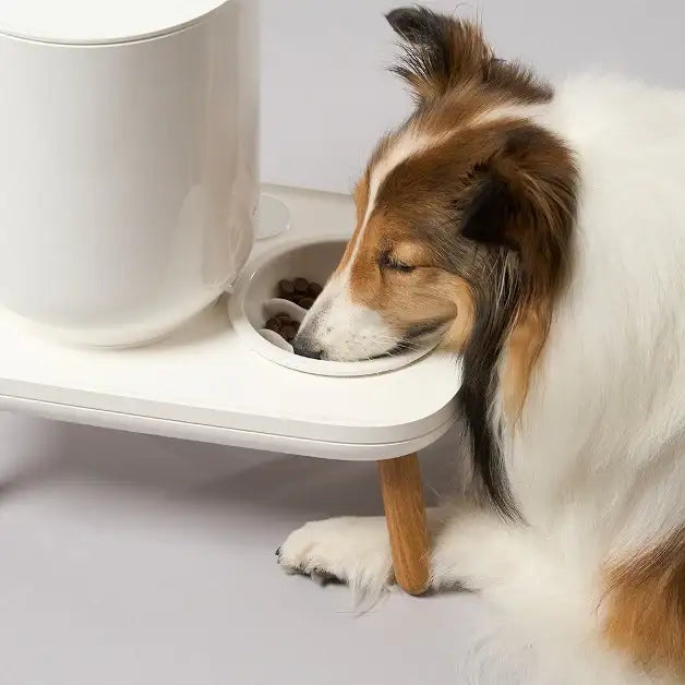 Duit - Pet Slow Feeder - Duit - Home & Living, Accessories - Harumio