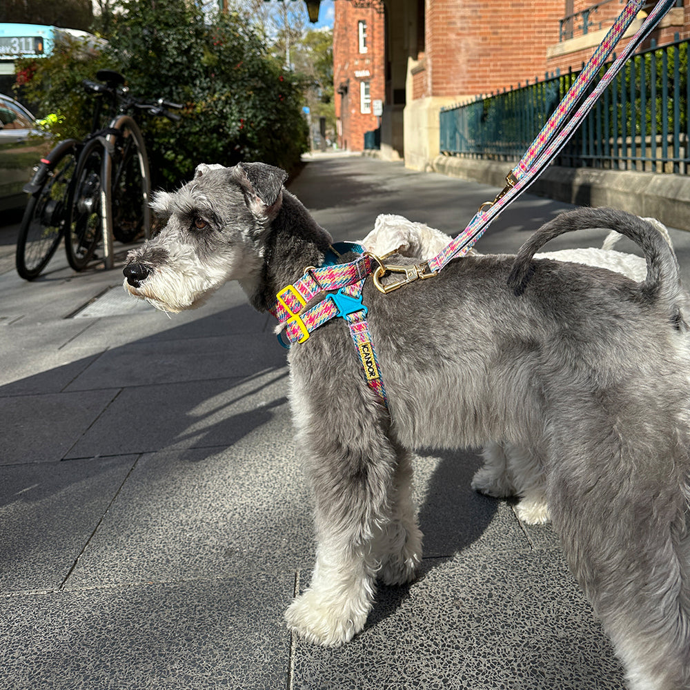 iCANDOR - No-Pull Harness (Edinburgh Check)