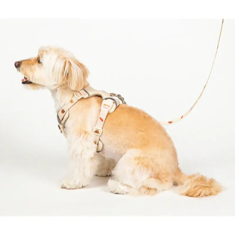 Mummur - Wearing Harness - Mummur - Pet Harness - Harumio