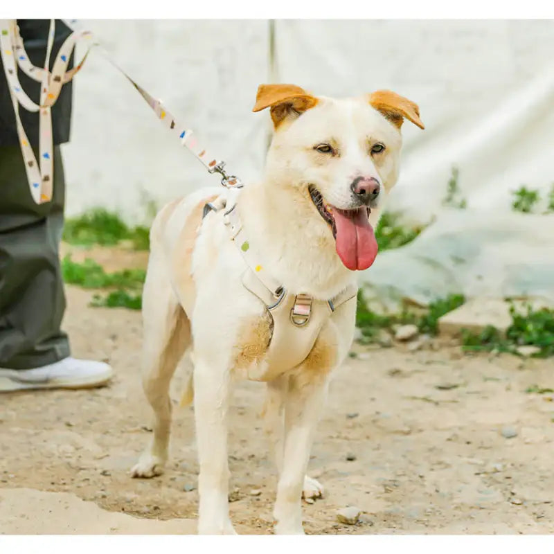 Mummur - Wearing Harness - Mummur - Pet Harness - Harumio
