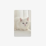 Melanger - Cutie Cat Vertical Photocard - Marpple Shop - Photocard - Harumio