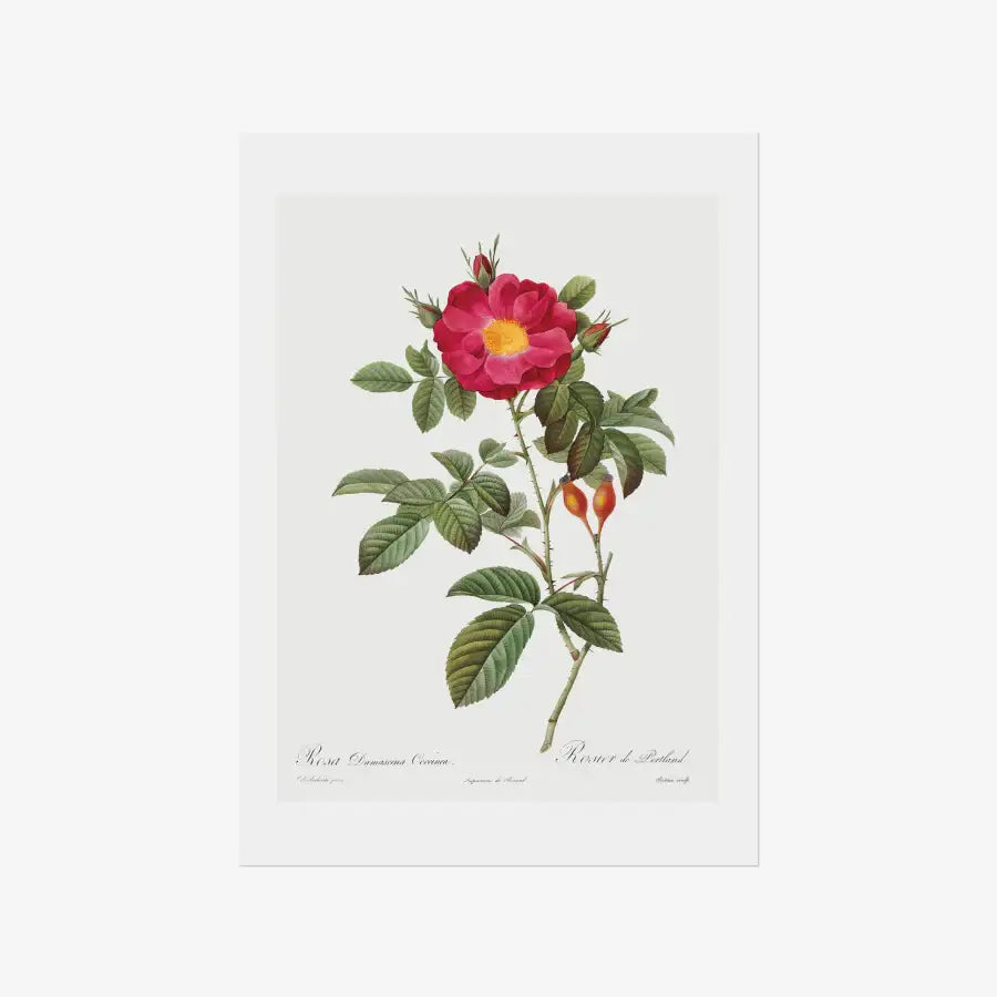 Rodal Sasoon - Redoute 42 Rosa Damascena Coccinea A3 Poster - Marpple Shop - Poster - Harumio