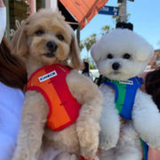 iCANDOR - Snuggle Harness - iCANDOR - Pet Harness - Harumio