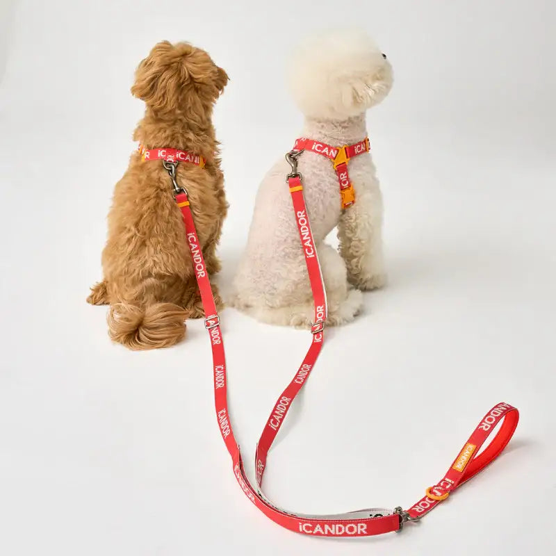 iCANDOR - Gentle Leash Dual _Signature - iCANDOR - Pet Lead - Harumio