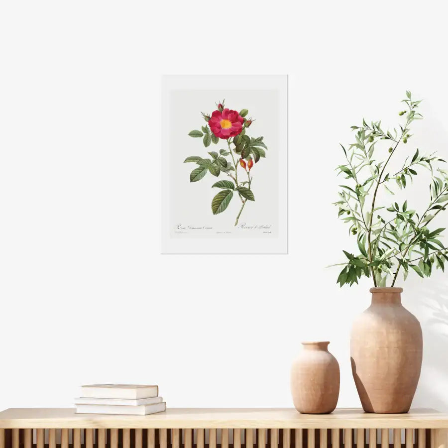 Rodal Sasoon - Redoute 42 Rosa Damascena Coccinea A3 Poster - Marpple Shop - Poster - Harumio