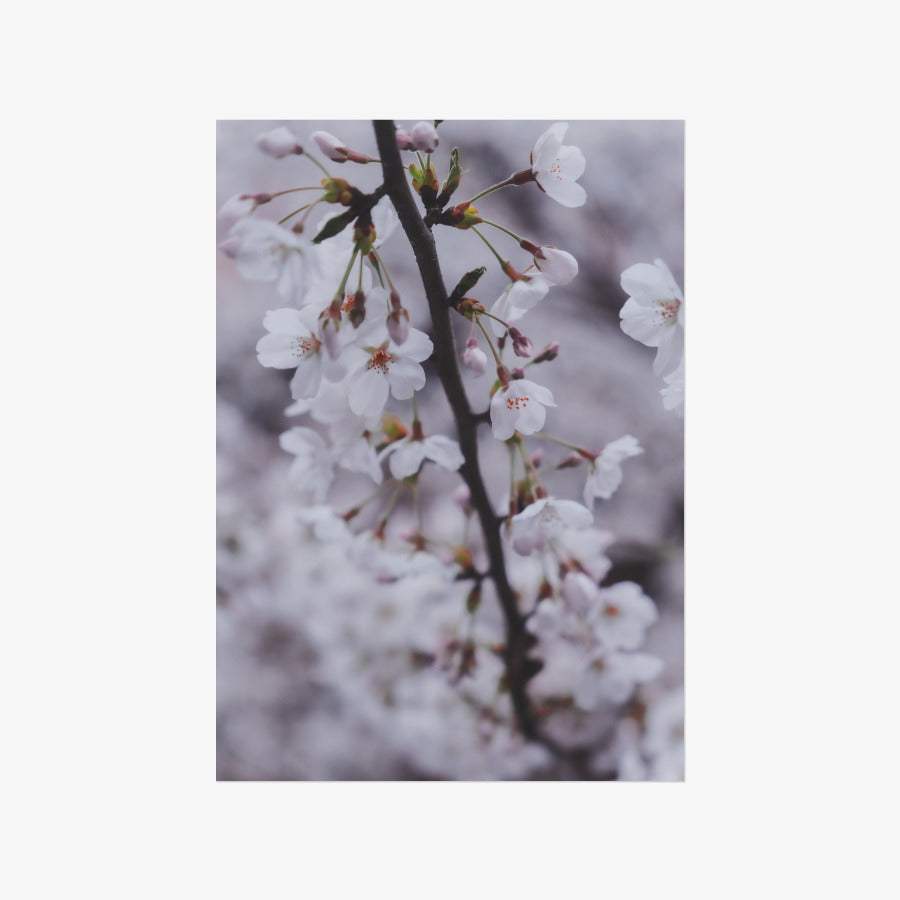 Do Hun Lee - Cherry Blossom A3 Poster - Marpple Shop - Poster - Harumio