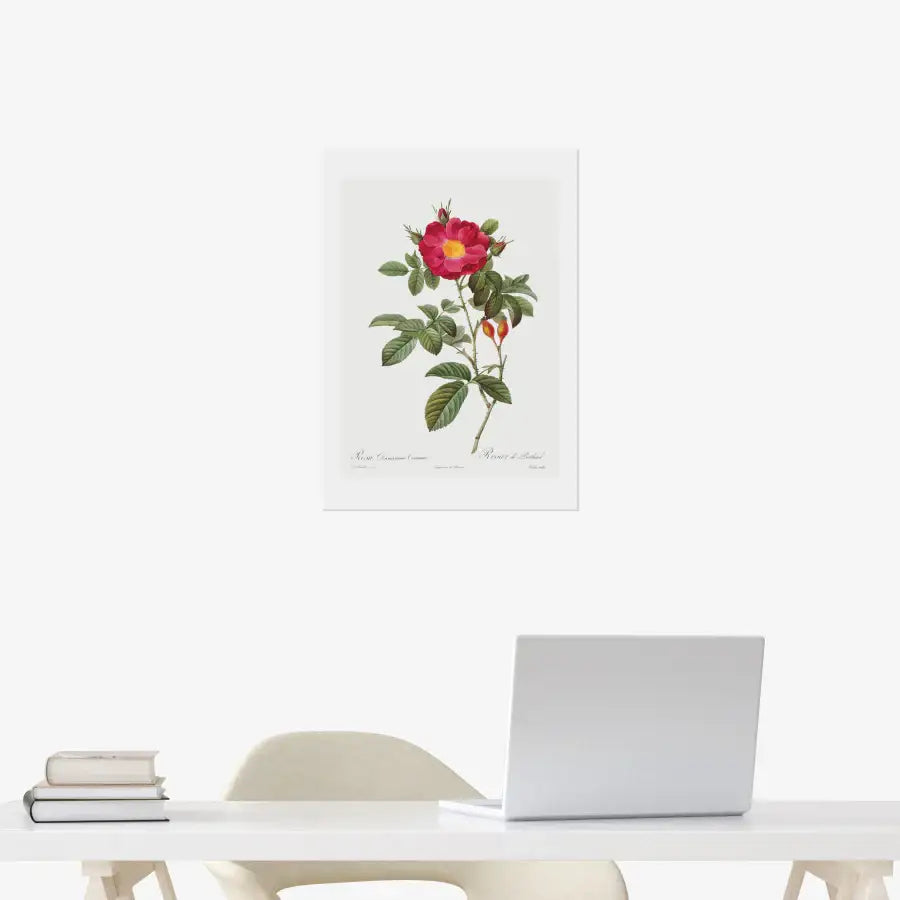 Rodal Sasoon - Redoute 42 Rosa Damascena Coccinea A3 Poster - Marpple Shop - Poster - Harumio