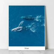 SD Photo - Dasomuni Whale Panting (Inspired by Extraordinary Attorney Woo) - SD Photo - Home & Living, Accessories - Harumio