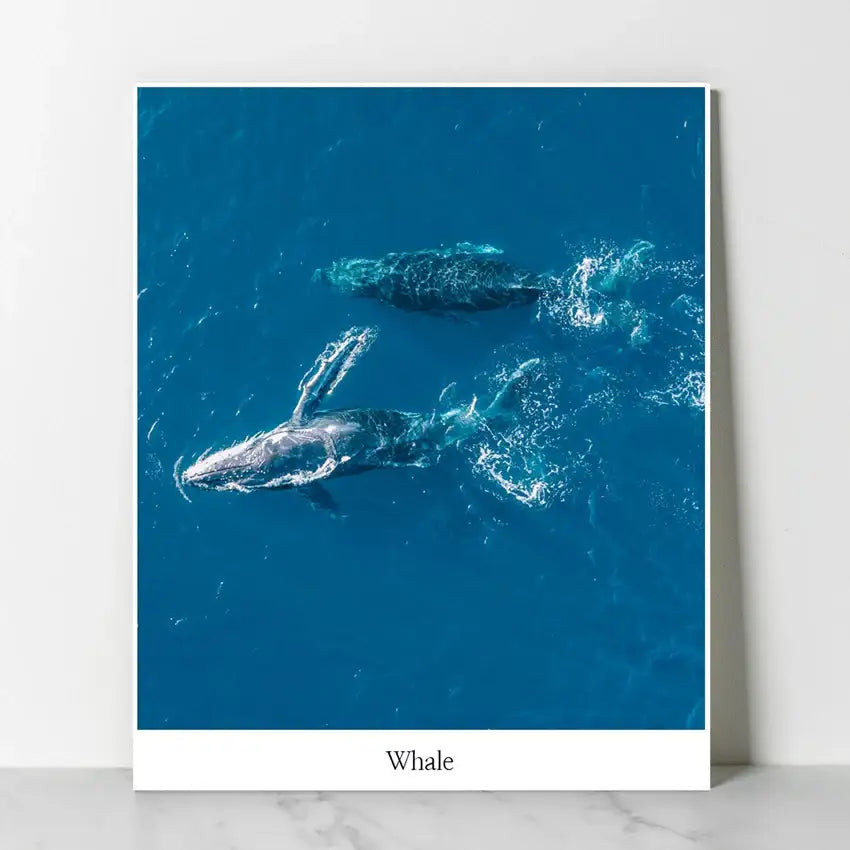 SD Photo - Dasomuni Whale Panting (Inspired by Extraordinary Attorney Woo) - SD Photo - Home & Living, Accessories - Harumio