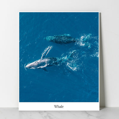 SD Photo - Dasomuni Whale Panting (Inspired by Extraordinary Attorney Woo)