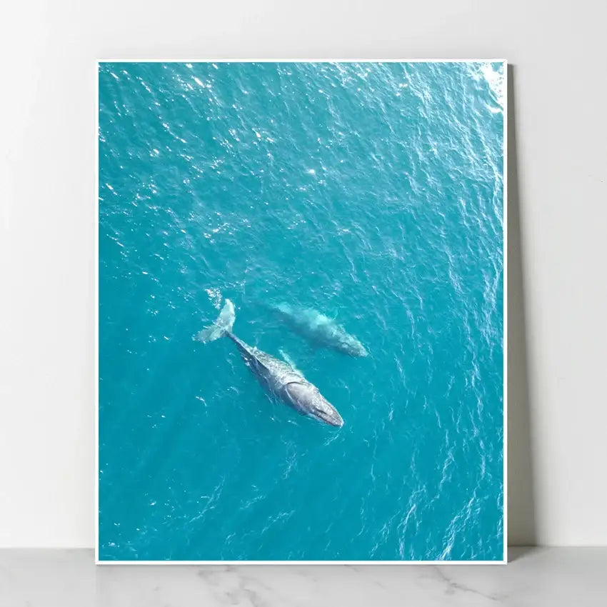 SD Photo - Friends Whale Panting (Inspired by Extraordinary Attorney Woo) - SD Photo - Home & Living, Accessories - Harumio