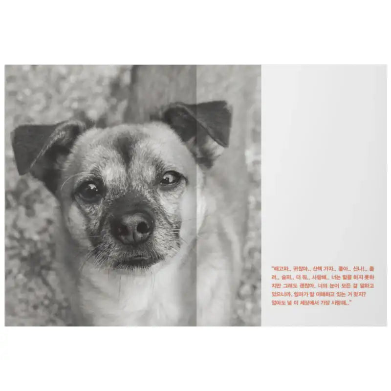 OhBoy! - No.112 - Magazine - Gooddog Publishing - Magazine - Harumio