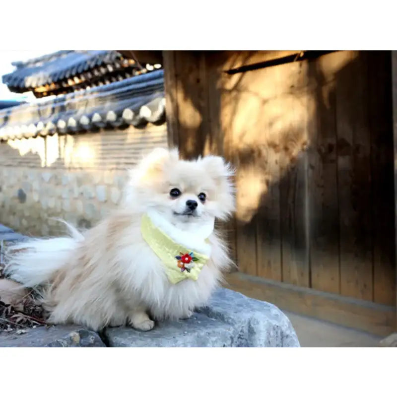 ITSDOG - Junghwa Quilted Pet Hanbok Shawl - ITSDOG - Pet Clothes - Harumio