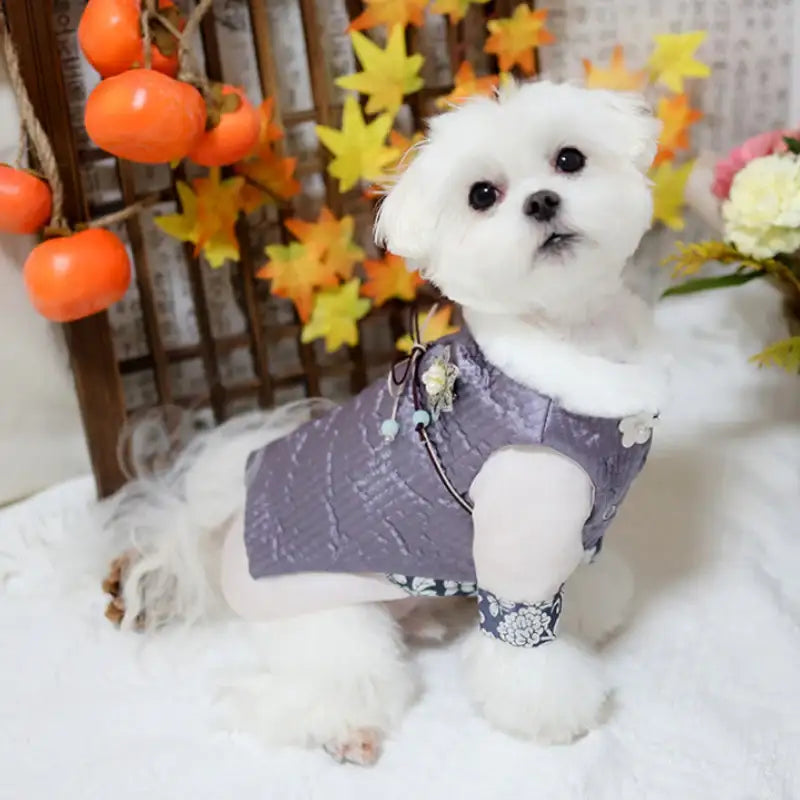 ITSDOG - Pet Prince Jihoo Quilted Hanbok - ITSDOG - Pet Clothes - Harumio