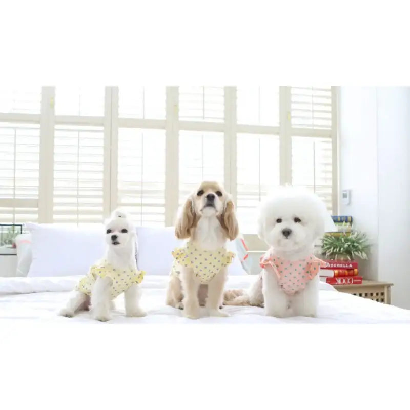 ITSDOG - Pet Sweet Day Cotton T-Shirt - ITSDOG - Pet Clothes - Harumio