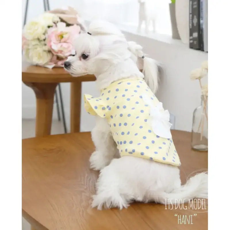 ITSDOG - Pet Sweet Day Cotton T-Shirt - ITSDOG - Pet Clothes - Harumio